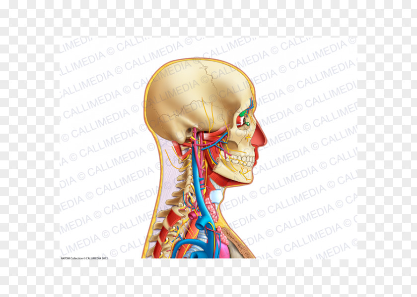 Ear Neck Human Anatomy Bone PNG