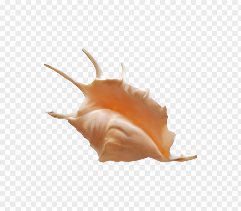 Orange Beautiful Conch Sea Snail PNG