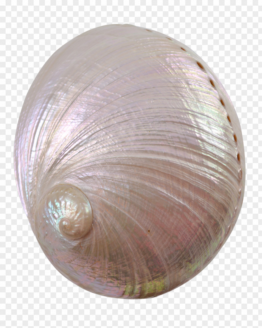 Shell Pearl The Seashell Company Red Abalone Haliotis Fulgens PNG