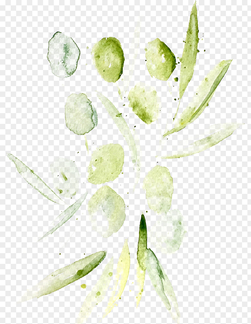 Watercolour Olive Corleone Sicilian Petal Organic Food Leaf PNG