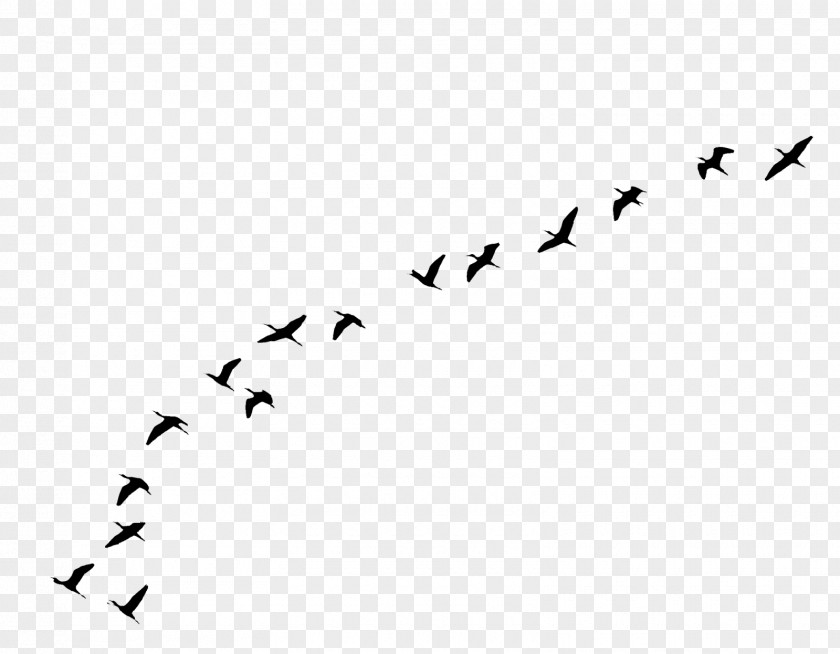 Bird Goose Flight Clip Art PNG