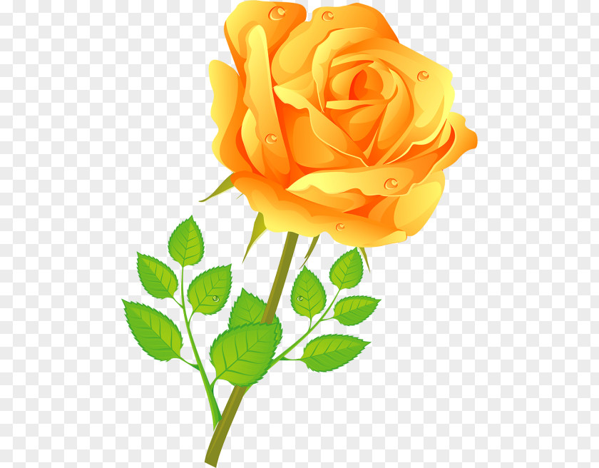 Flower Garden Roses Cabbage Rose Floribunda Žltá Ruža Cut Flowers PNG