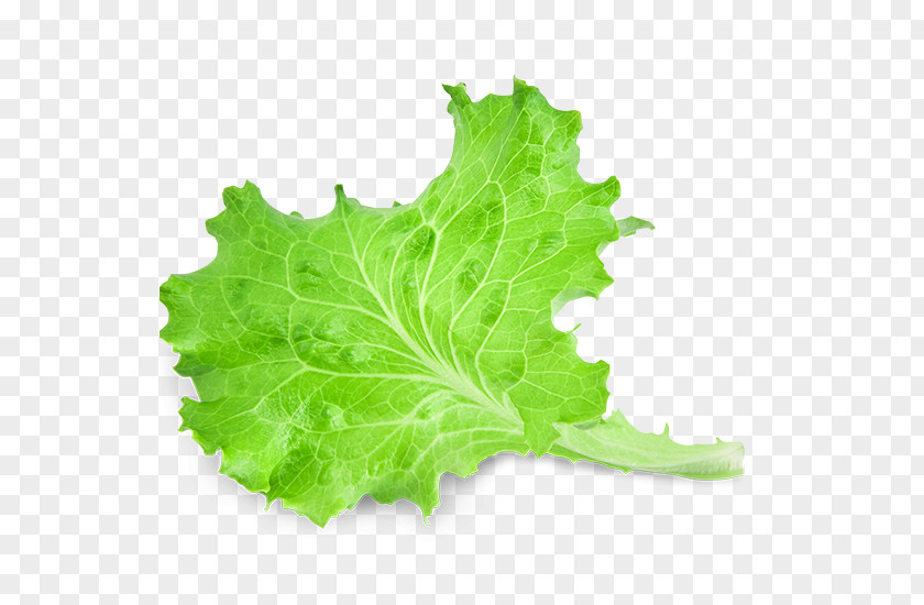 Leaf Red Lettuce Vegetable Salad PNG