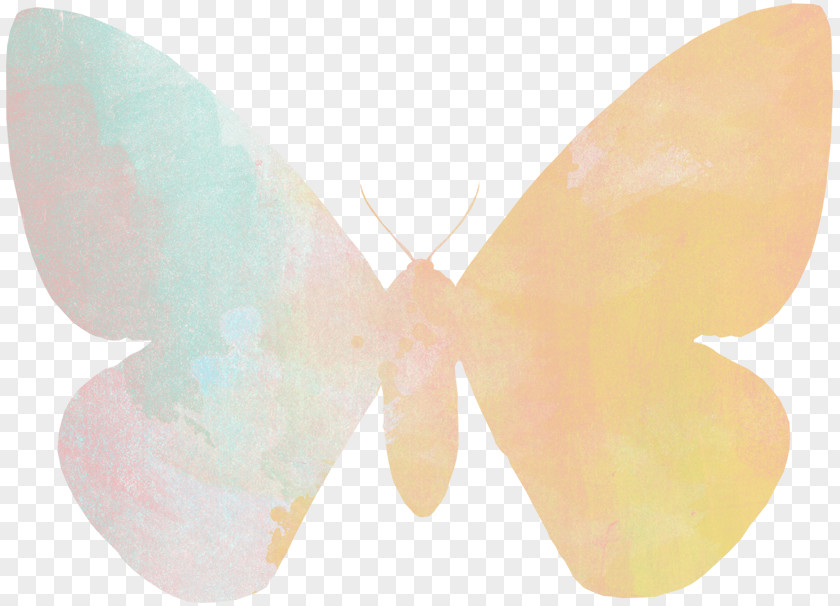 Moth PNG