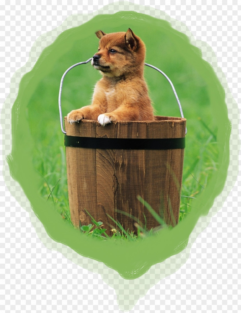Shih Tzus Puppy Tamaskan Dog Samoyed West Highland White Terrier Desktop Wallpaper PNG