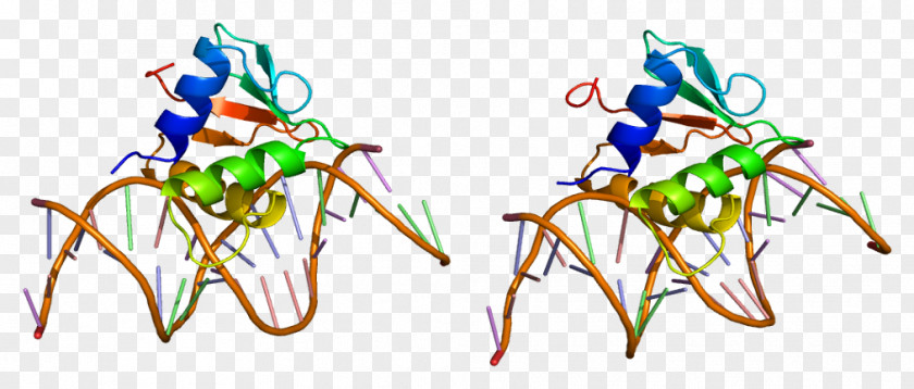 SPI1 Transcription Factor Gene Protein PNG