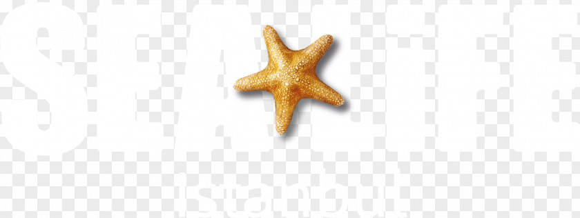 Starfish Body Jewellery PNG