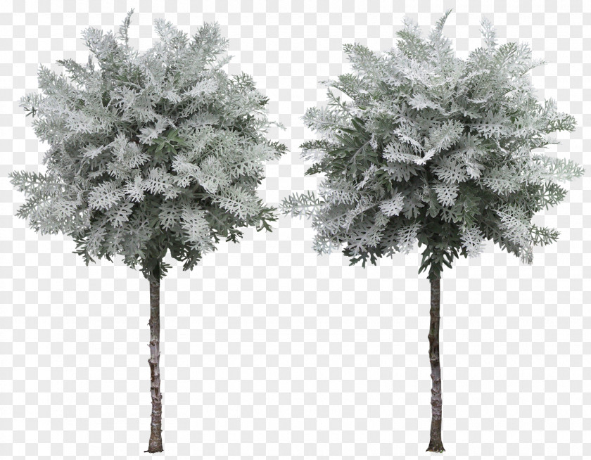 Tree Plane Trees Plant Clip Art PNG