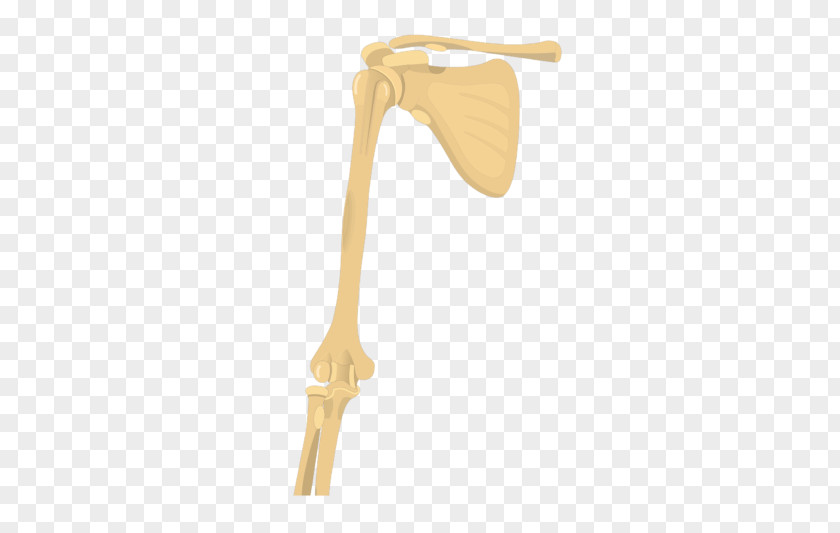 Arm Shoulder Joint Humerus Long Bone PNG