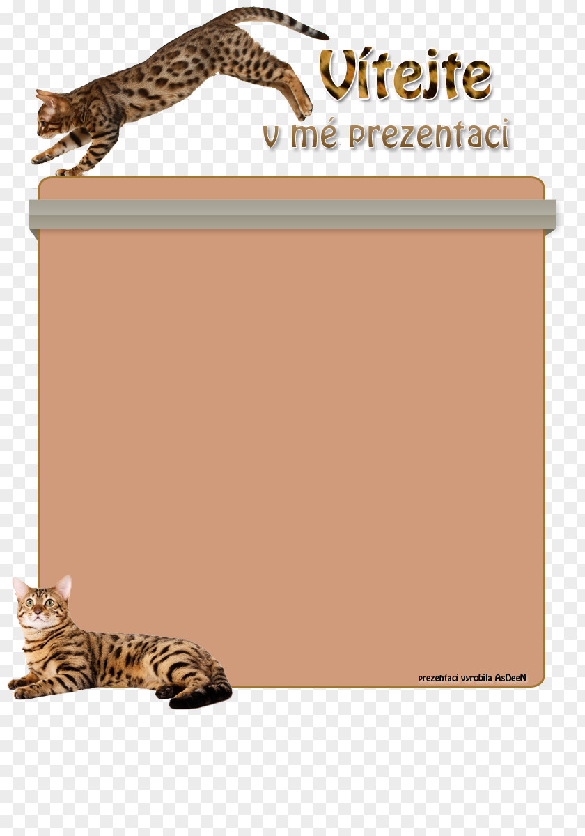 Cat Tiger Diet Food Rice PNG