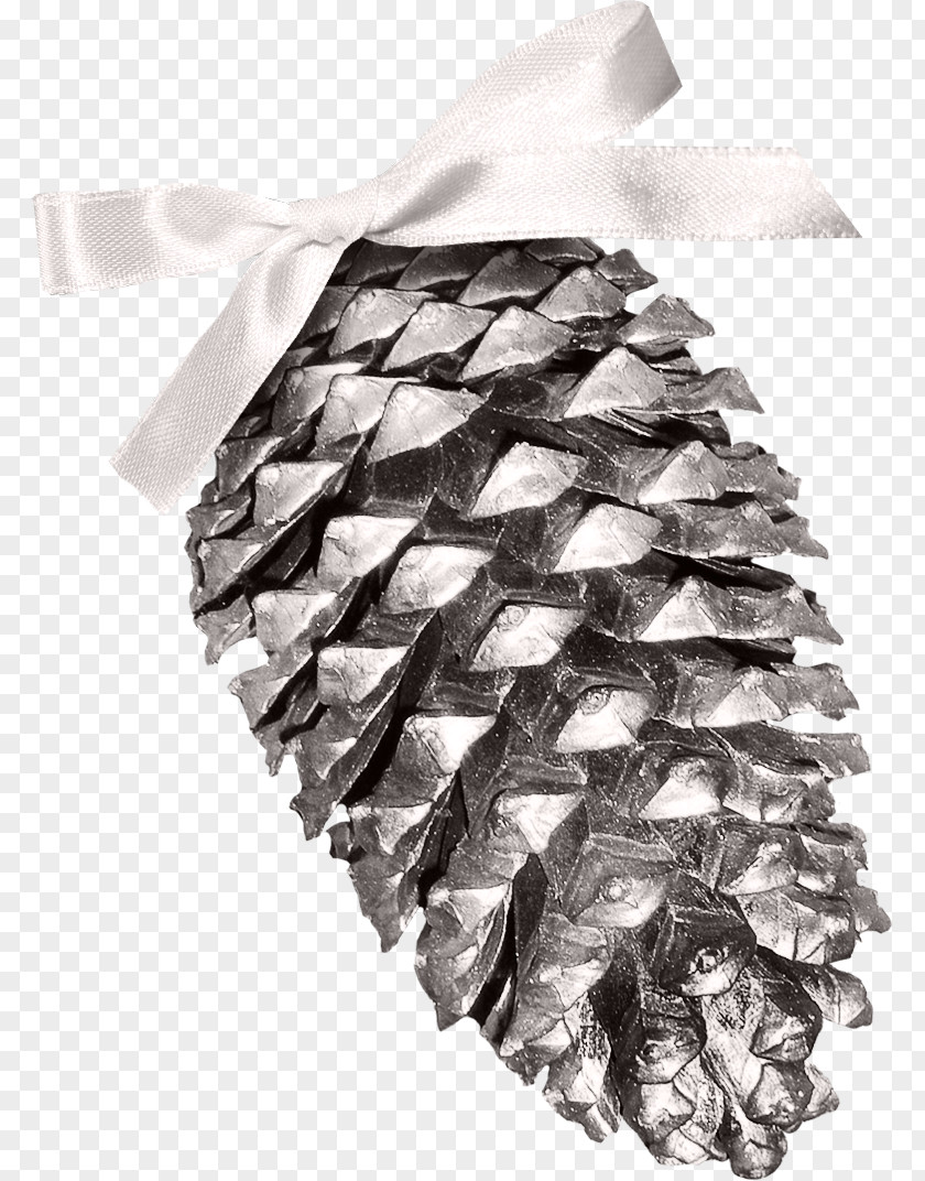 Creative Christmas Conifer Cone Pine PNG