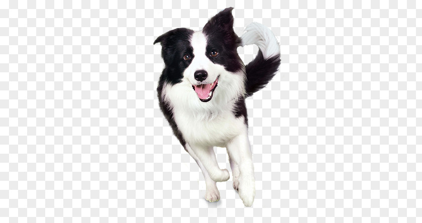 Dogs PNG clipart PNG