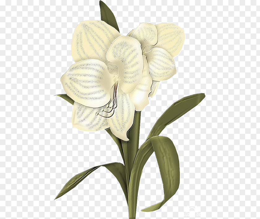 Flower White Clip Art PNG