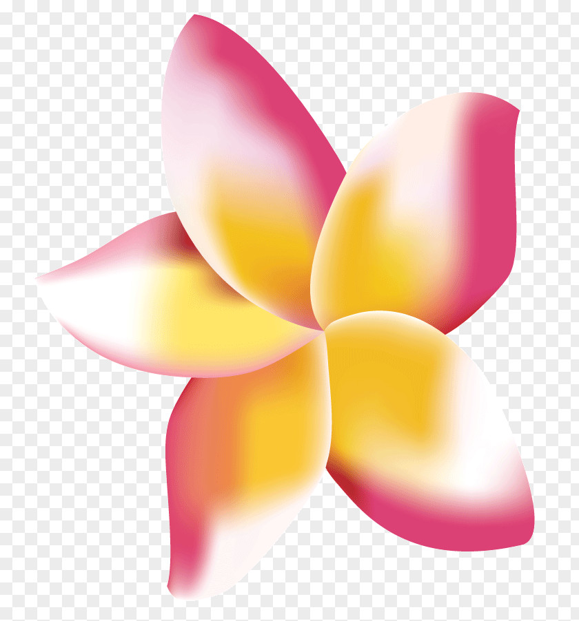 Frangipani Digital Marketing Flower Petal PNG