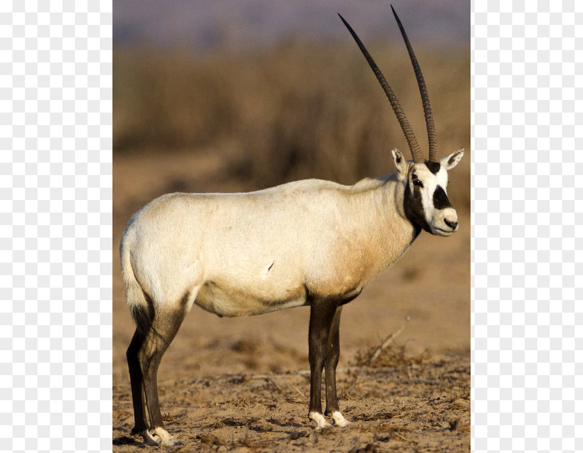 Gemsbok Arabian Oryx Horn Wildlife Springbok PNG