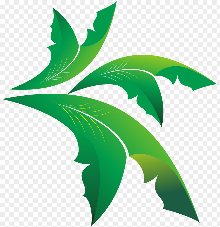 Olive Leaf Euclidean Vector PNG