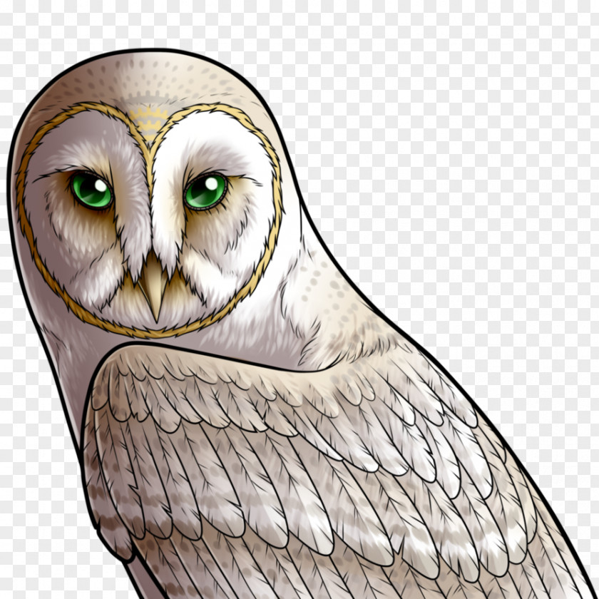 Owl Beak Bird Feather Eye PNG