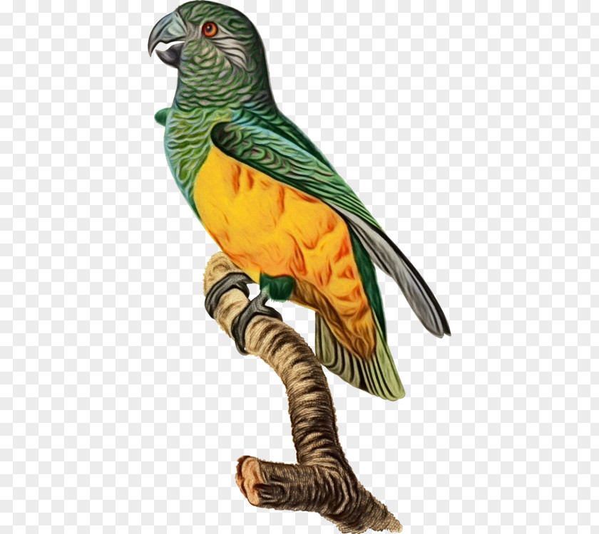 Tail Cuculiformes Bird Beak Animal Figure Parrot Figurine PNG