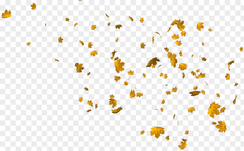 Autumn Leaves Leaf PNG