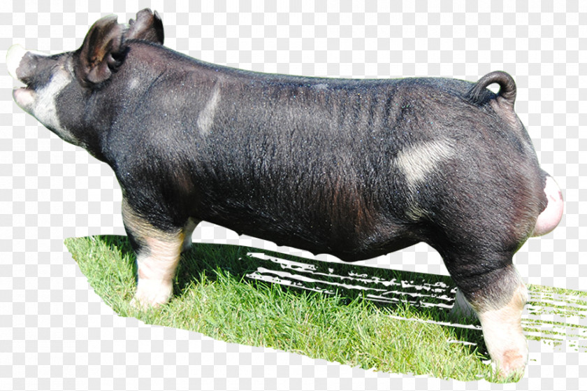 Berkshire Pig Breed Snout Livestock Farm PNG