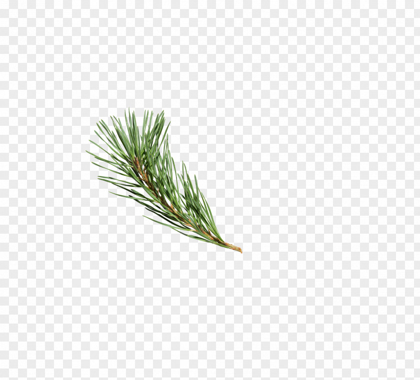 Christmas Tree PNG