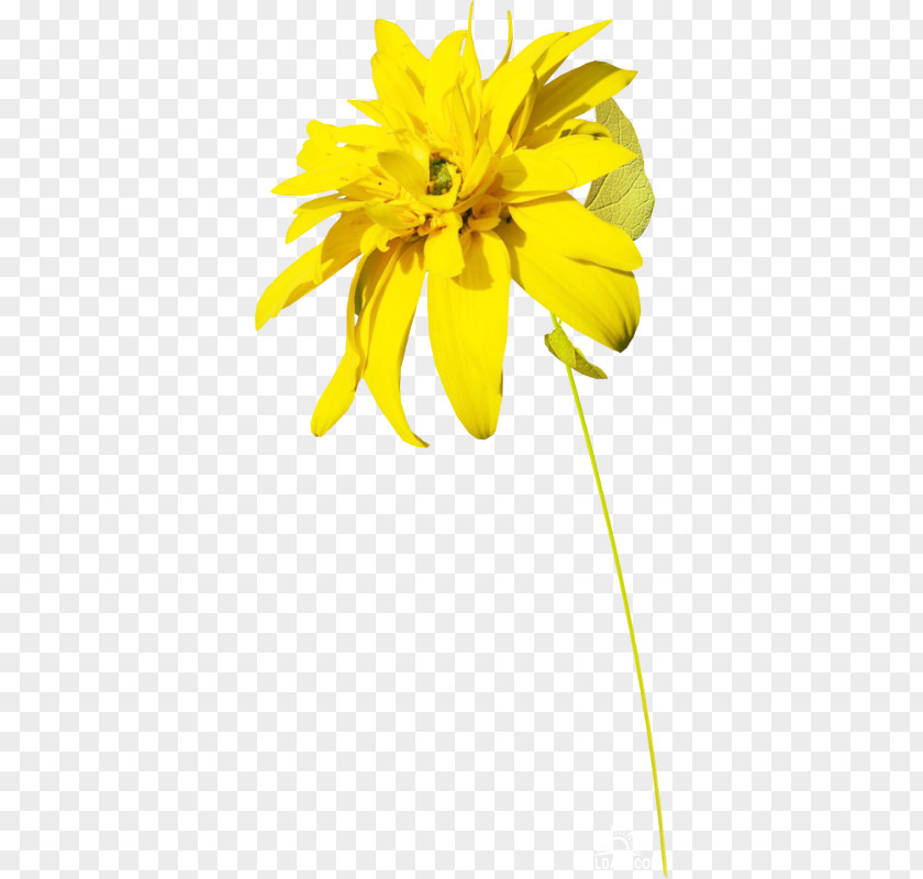 Flower Yellow Digital Image Clip Art PNG