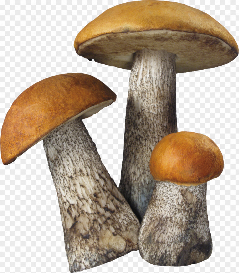 Mushroom Image Fungus Death Cap Aspen PNG