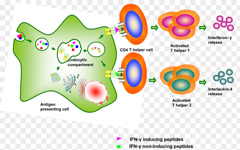 Pathogens Interferon Gamma Protein Antigen Peptide PNG
