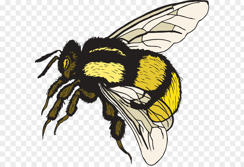 Free Bumble Bee Clipart Bumblebee Clip Art PNG