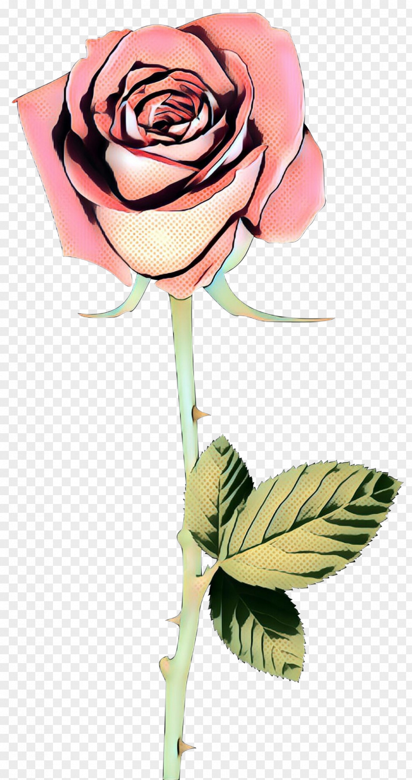 Hybrid Tea Rose Petal Garden Roses PNG