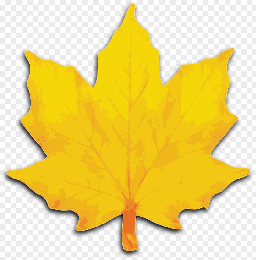 Leaf Clip Art Autumn Color Yellow Maple PNG