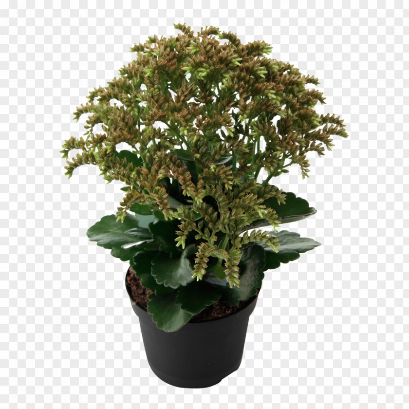 Potted Succulents Bryophyllum Daigremontianum Houseplant Chocolate Soldier Kalanchoe Thyrsiflora Hildebrandtii PNG