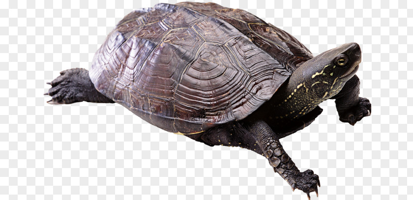 Turtle Shell PNG