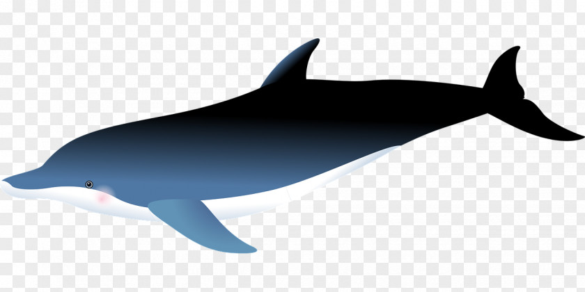 Dolphin Common Bottlenose Short-beaked Tucuxi Rough-toothed Porpoise PNG