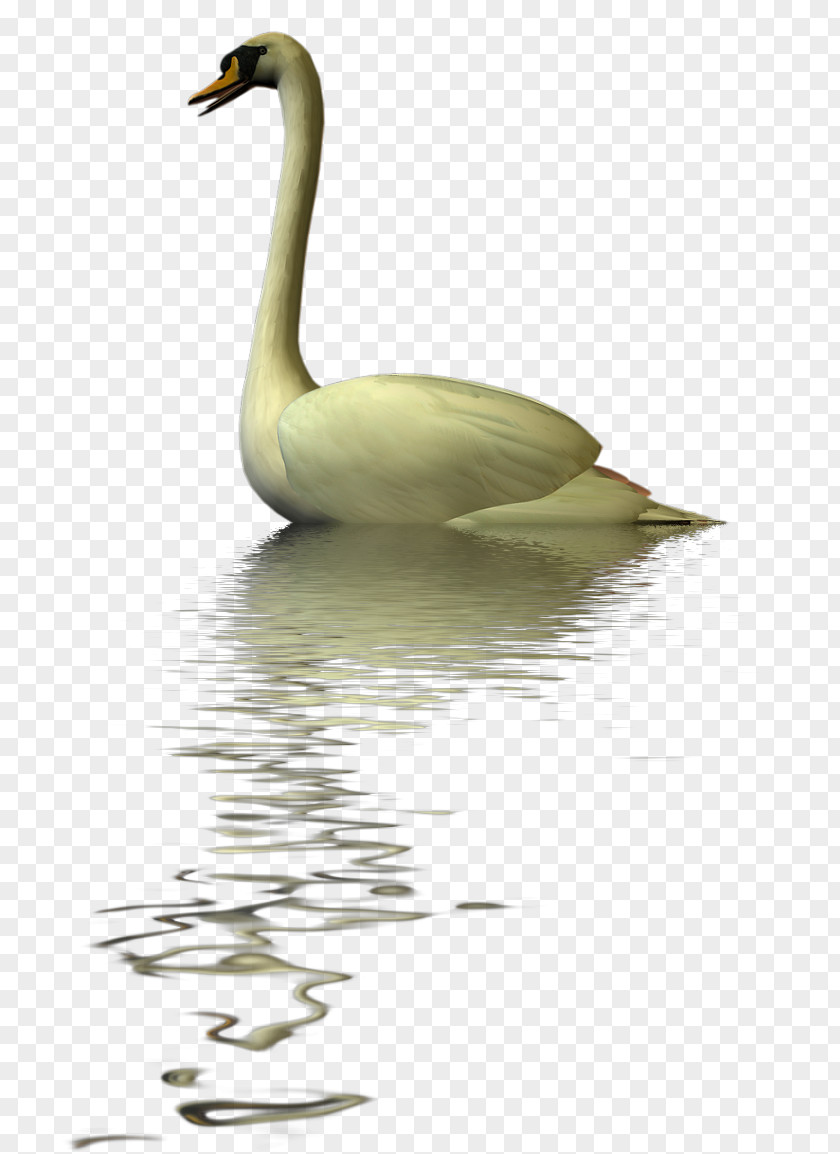 Duck Cygnini Goose Fauna Water PNG