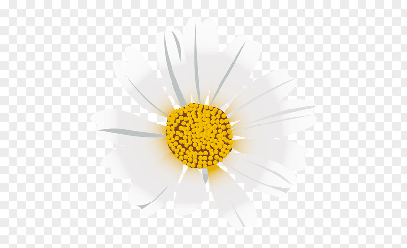 Flor Roman Chamomile Dandelion Flower Oxeye Daisy Chrysanthemum PNG