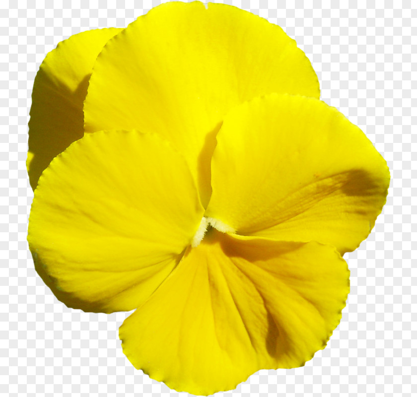 Flower Three-letter Acronym Petal Yellow PNG