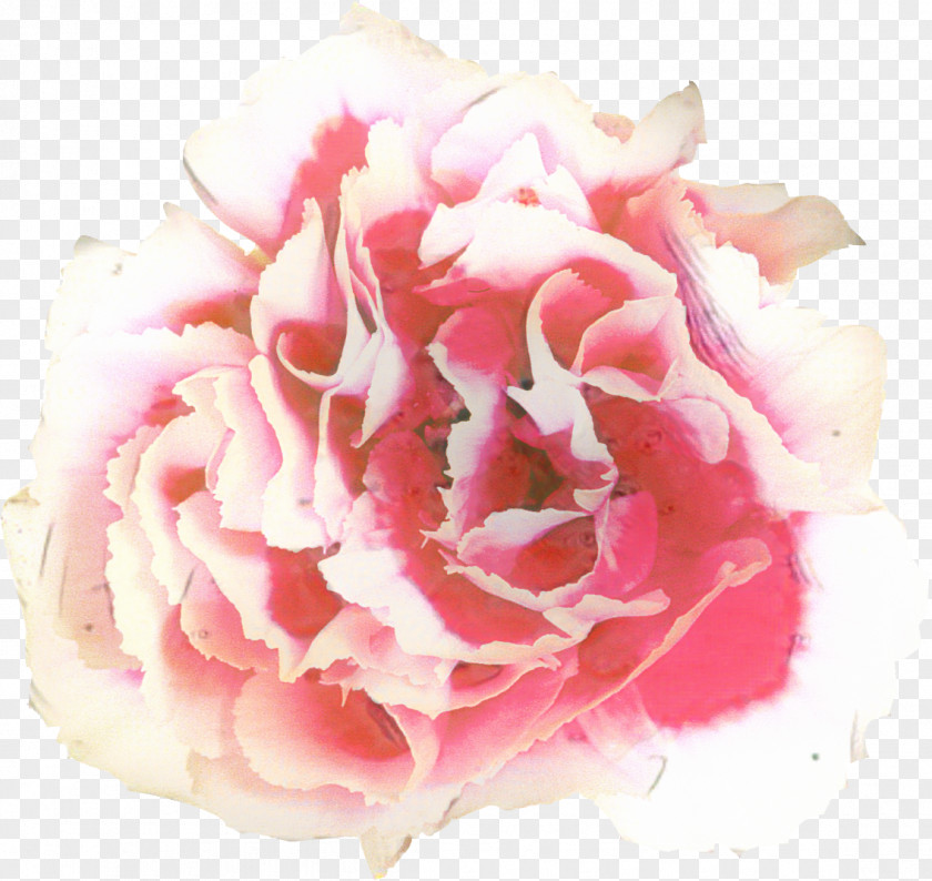Peony Cut Flowers Garden Roses PNG