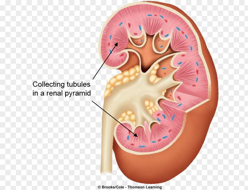 Renal Pyramids Annona Squamosa Department Of The Interior Sugar-apple Ho Chi Minh City Medicine And Pharmacy University Acute Kidney Injury PNG