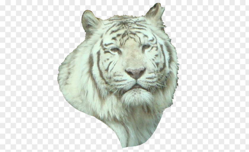 Tiger White Lion Whiskers Wildlife PNG