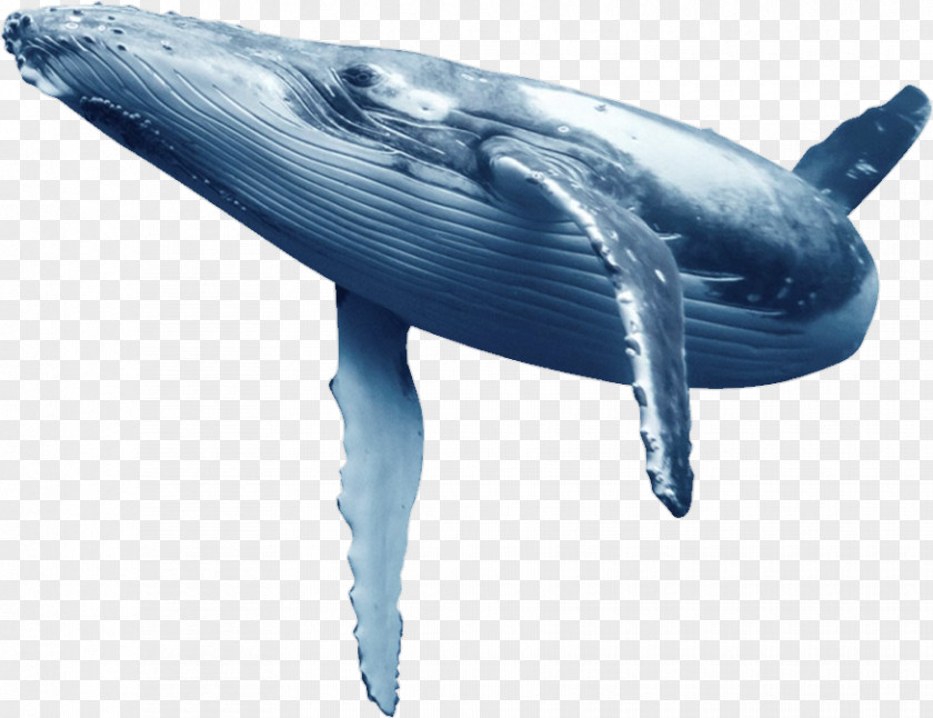 Whale Humpback Blue Wholphin Common Bottlenose Dolphin PNG