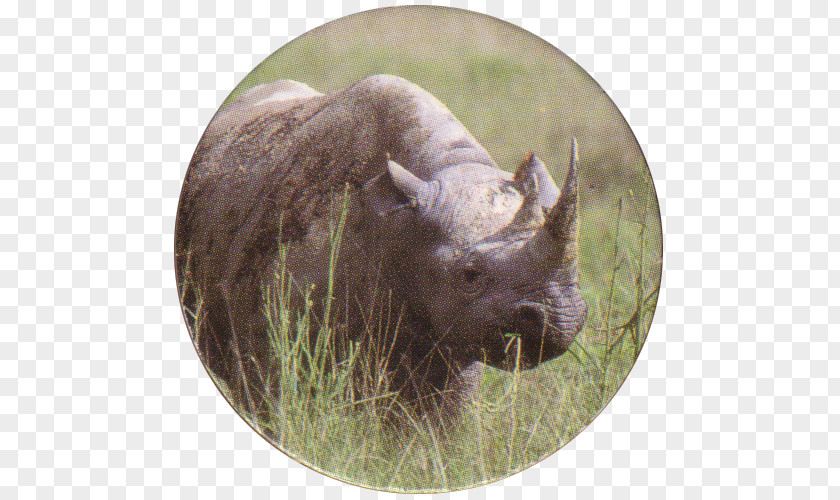 Bison Terrestrial Animal Snout Wildlife Grazing PNG