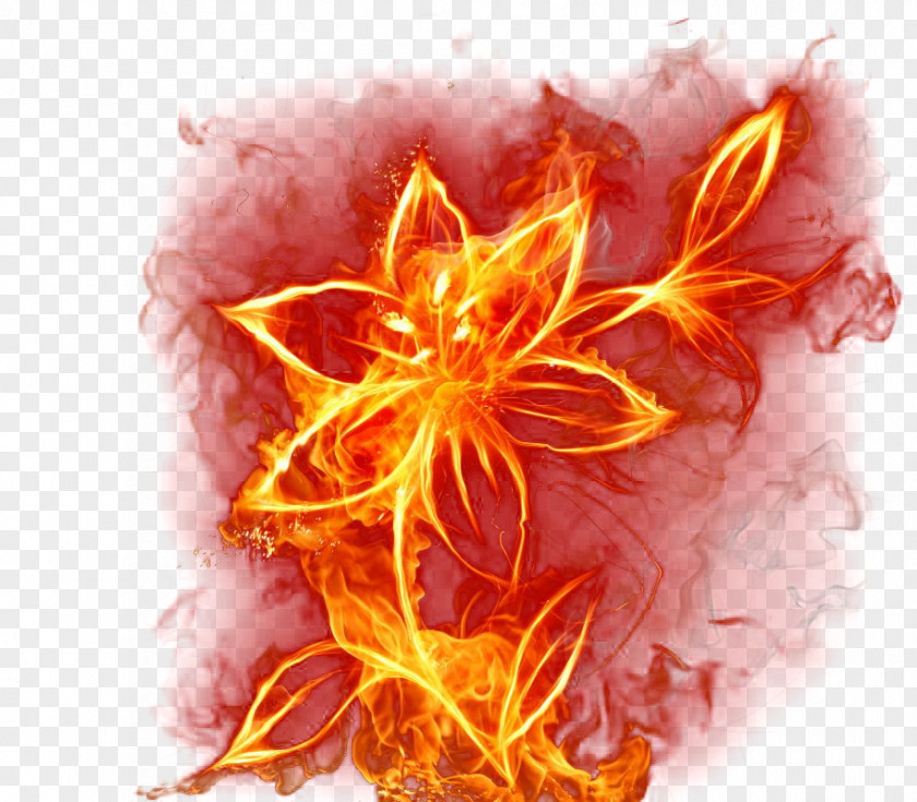 Creative Flame Flowers Live Wallpaper Fire 3 Colors PNG