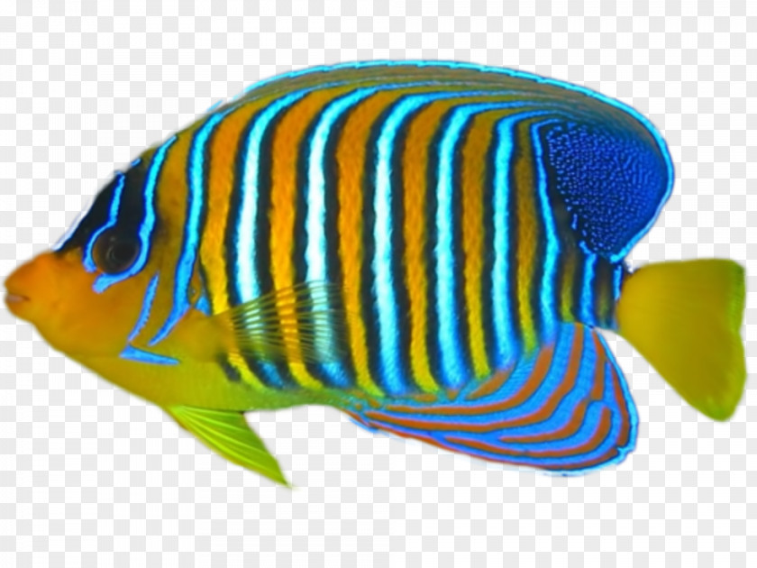Fish Tropical Coral Reef PNG