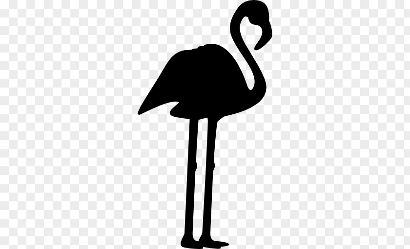 Flamingo Bird Phoenicopterus PNG