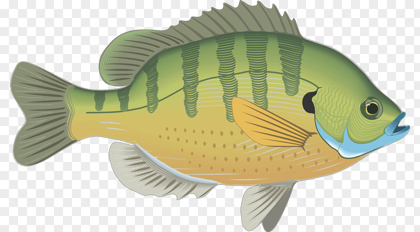 Peces Bluegill Fish Gill Actinopterygii Drawing Clip Art PNG