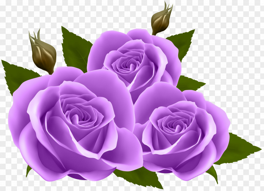 Purple Roses Clip Art Image Flower Rose Wallpaper PNG