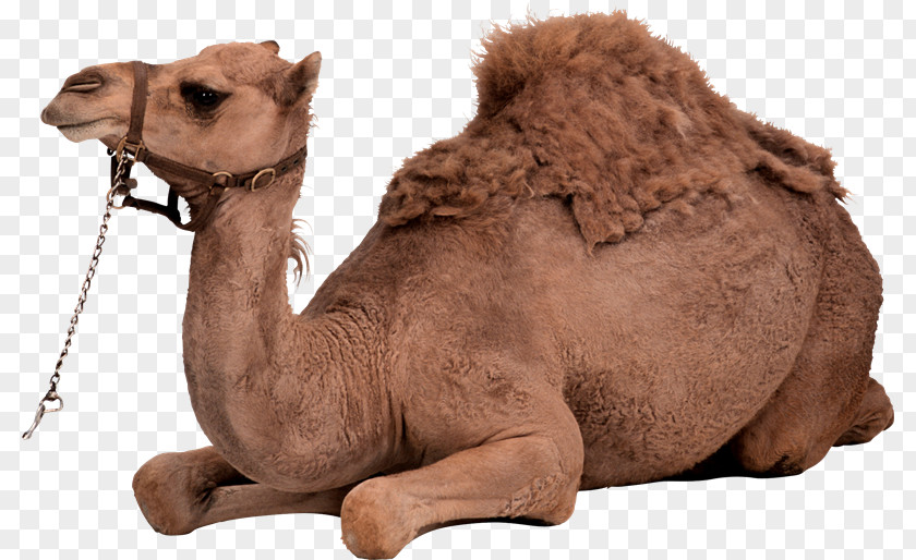 Ramadan Camel Dromedary Bactrian Clip Art PNG