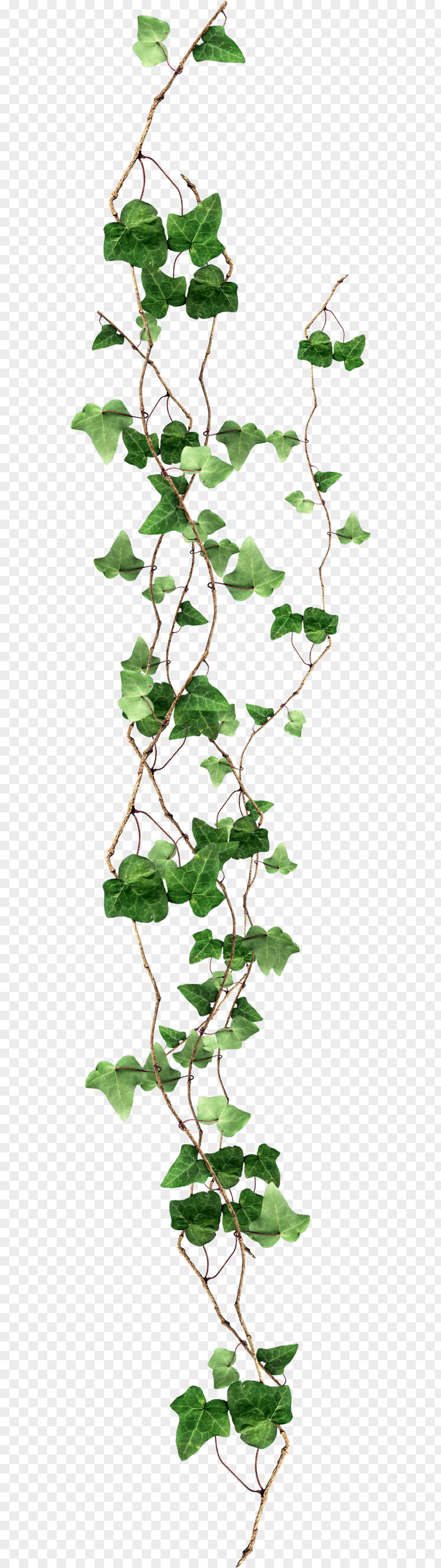 Balcony Ivy PNG