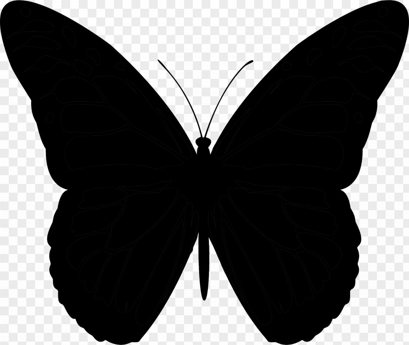 Butterfly Vector Graphics Clip Art Silhouette PNG